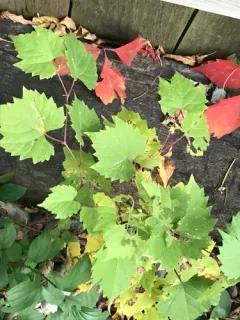 frost grape thumbnail 3