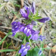 great blue lobelia thumbnail 4