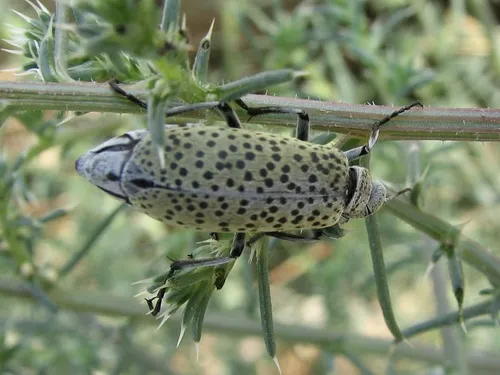 Dark-spotted Blister Beetle