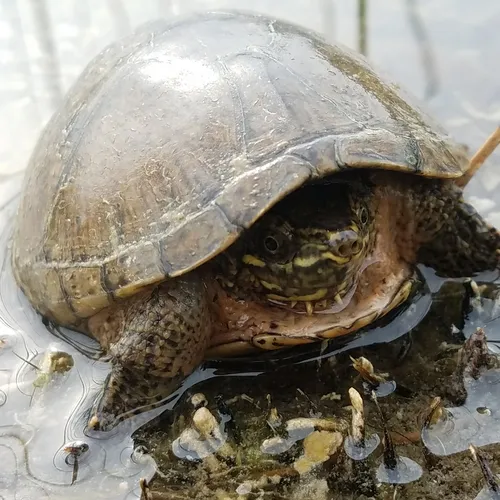 Eastern Musk Turtle