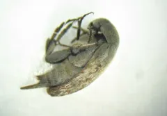 Mordellistena aemula thumbnail 2