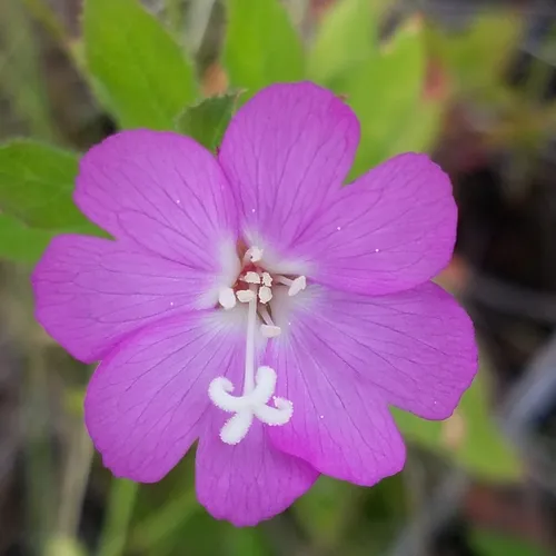 Great Willowherb