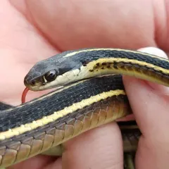 Common Ribbon Snake thumbnail 4