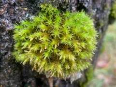 Lewinskya pseudoaffinis thumbnail 3