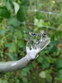 white mold thumbnail 4