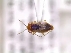 Geocoris limbatus thumbnail 1