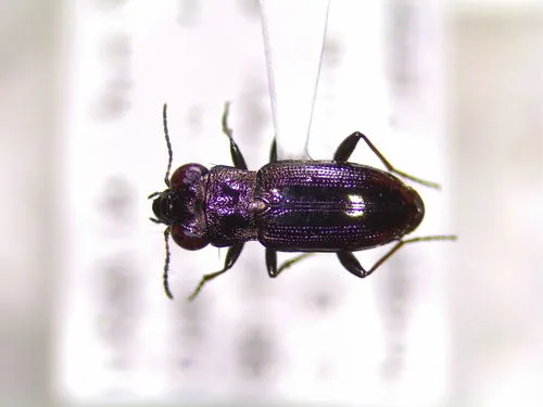 Notiophilus novemstriatus