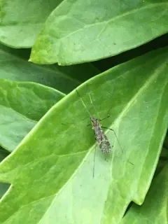 Erioptera distincta thumbnail 2