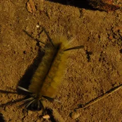 Banded Tussock Moth thumbnail 4