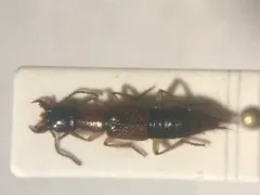 Homaeotarsus bicolor thumbnail 2