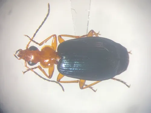 Lebia atriventris