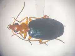Lebia atriventris thumbnail 1