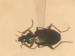 Agonum errans thumbnail 2
