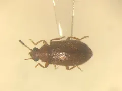 Paratenetus punctatus thumbnail 2