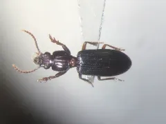 Schizogenius lineolatus thumbnail 2