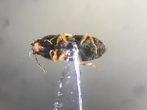 Zorochros melsheimeri