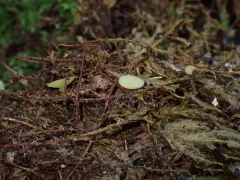 Lanzia luteovirescens thumbnail 4