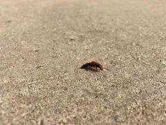 Cinnamon Rove Beetle thumbnail 3