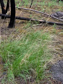 pine reed grass thumbnail 4