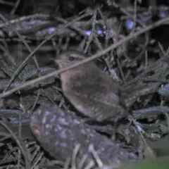 Pacific Wren thumbnail 3