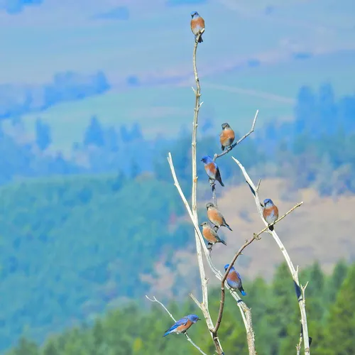 Western Bluebird