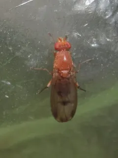 Suillia sororcula thumbnail 4