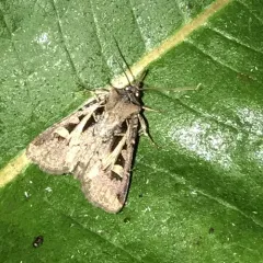 Dingy Cutworm Moth thumbnail 4