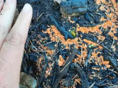 Pyronema omphalodes thumbnail 3