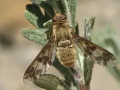 Dipalta serpentina thumbnail 2