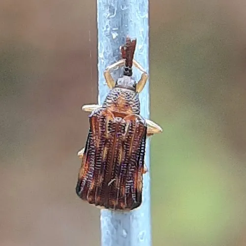Basswood Leafminer