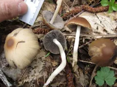 Psathyrella abieticola thumbnail 2