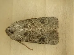 Anarta hamata thumbnail 1