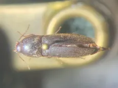 Ampedus melsheimeri thumbnail 2