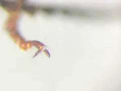 Melanotus hyslopi thumbnail 3