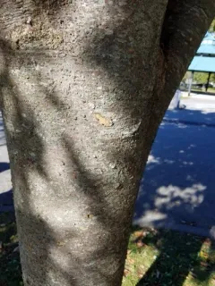 Japanese zelkova thumbnail 1