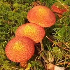 Painted Suillus thumbnail 2
