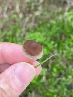 Psathyrella gracilis thumbnail 2