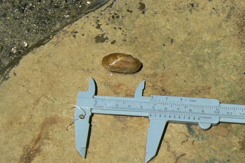salamander mussel