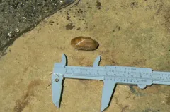 salamander mussel thumbnail 1