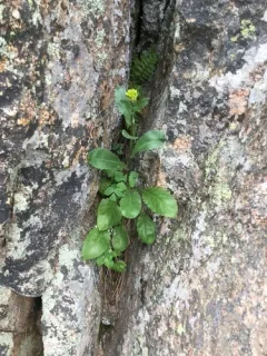 Openwoods Ragwort thumbnail 4