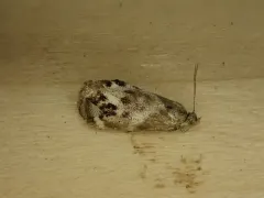 Tebenna balsamorrhizella thumbnail 2