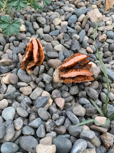 Lizard's Claw Stinkhorn