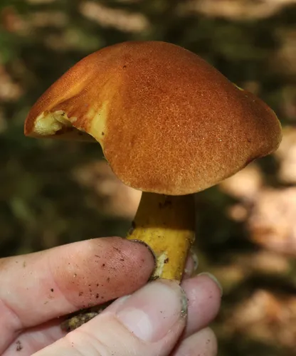 Roxane's bolete