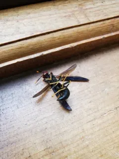 Ringed Paper Wasp thumbnail 2