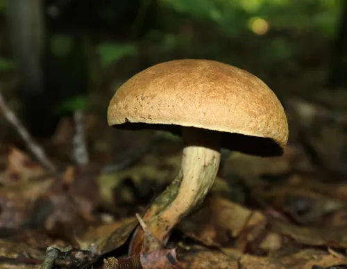 Dotted Stem Bolete
