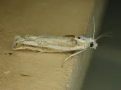 Morrison's Borer Moth thumbnail 2
