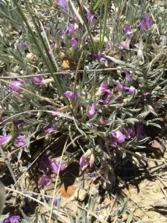 Barr's Milkvetch thumbnail 2