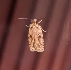 Canadian Agonopterix Moth thumbnail 2