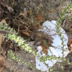 Prickly Russian Thistle thumbnail 3
