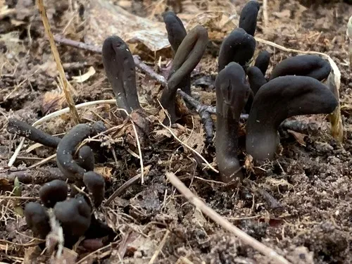 dark-purple earthtongue